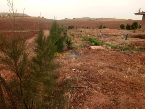 Vente Terrain Chlef El karimia