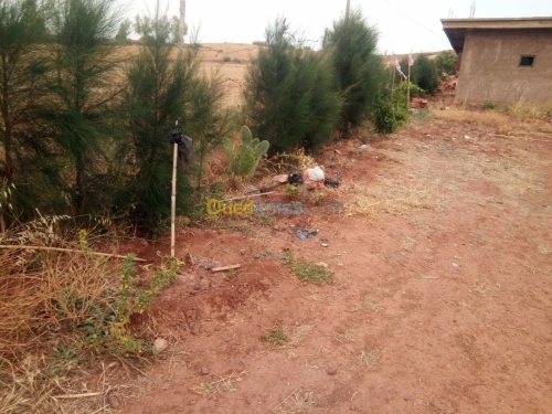 Vente Terrain Chlef El karimia