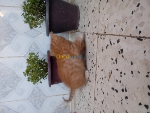 وهران
