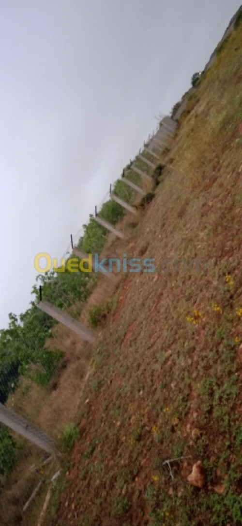 Vente Terrain Tlemcen Marsa ben mhidi