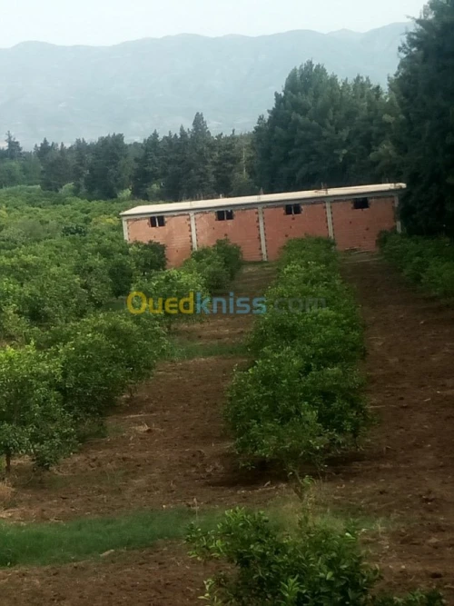 Location Hangar Blida Mouzaia