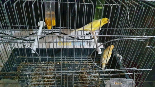 Canaris