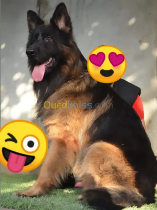 Berget allmande haja toop bon prix