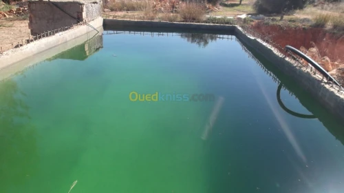 Vente Terrain Agricole Sidi bel abbes Hassi dahou