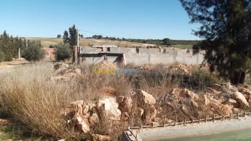 Vente Terrain Agricole Sidi bel abbes Hassi dahou