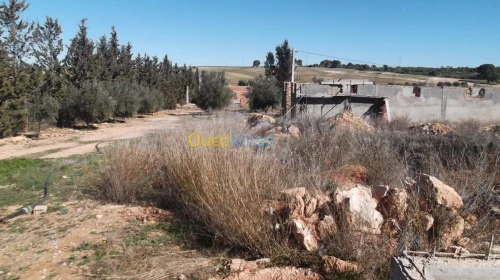 Vente Terrain Agricole Sidi bel abbes Hassi dahou