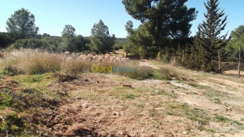 Vente Terrain Agricole Sidi bel abbes Hassi dahou