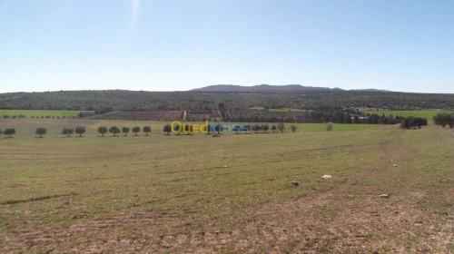 Vente Terrain Agricole Sidi bel abbes Hassi dahou