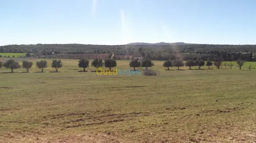 Vente Terrain Agricole Sidi bel abbes Hassi dahou