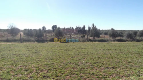 Vente Terrain Agricole Sidi bel abbes Hassi dahou