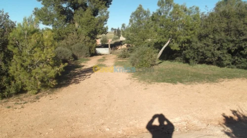 Vente Terrain Agricole Sidi bel abbes Hassi dahou