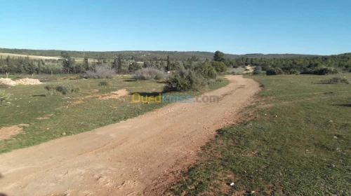 Vente Terrain Agricole Sidi bel abbes Hassi dahou