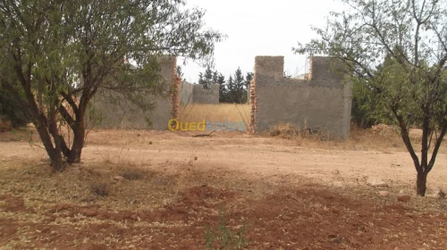 Vente Terrain Agricole Sidi bel abbes Hassi dahou