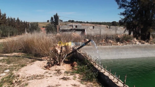 Vente Terrain Agricole Sidi bel abbes Hassi dahou