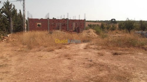 Vente Terrain Agricole Sidi bel abbes Hassi dahou