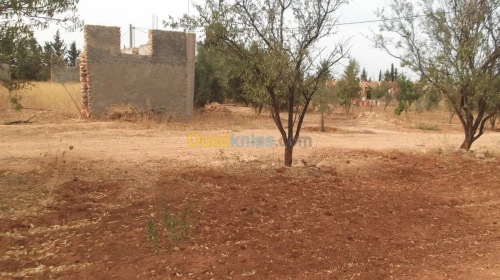 Vente Terrain Agricole Sidi bel abbes Hassi dahou