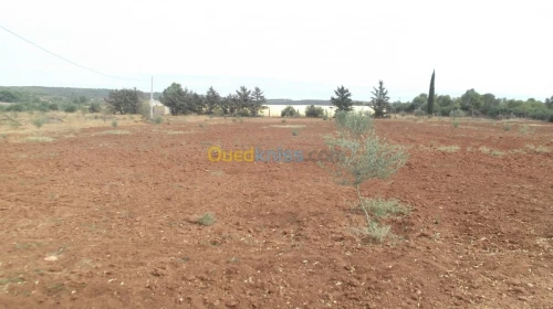 Vente Terrain Agricole Sidi bel abbes Hassi dahou
