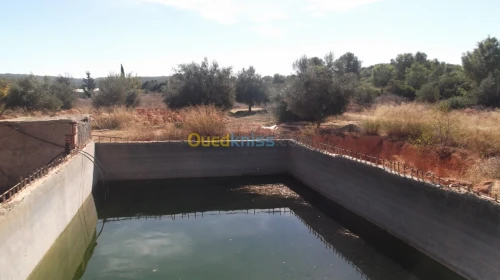 Vente Terrain Agricole Sidi bel abbes Hassi dahou