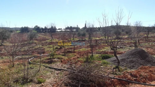 Vente Terrain Agricole Sidi bel abbes Hassi dahou