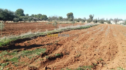 Vente Terrain Agricole Sidi bel abbes Hassi dahou