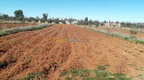 Vente Terrain Agricole Sidi bel abbes Hassi dahou