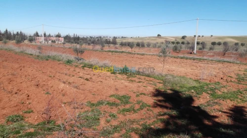 Vente Terrain Agricole Sidi bel abbes Hassi dahou