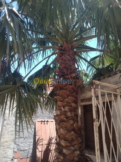 Nakhla wachantonia nta3 batiya (1.20 m