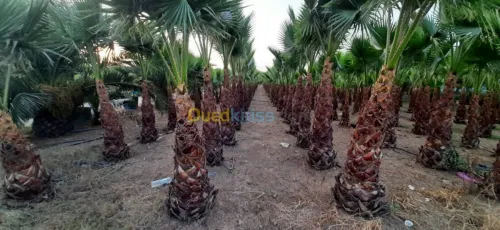Nakhla wachantonia nta3 batiya (1.20 m