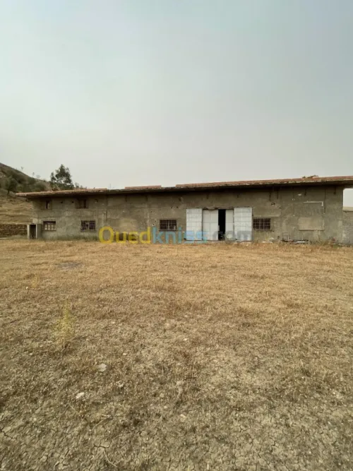 Vente Usine Ain defla Boumedfaa