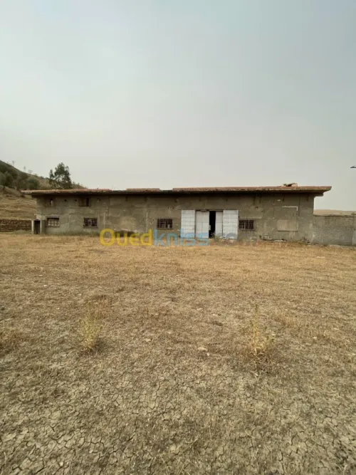 Vente Usine Ain defla Boumedfaa
