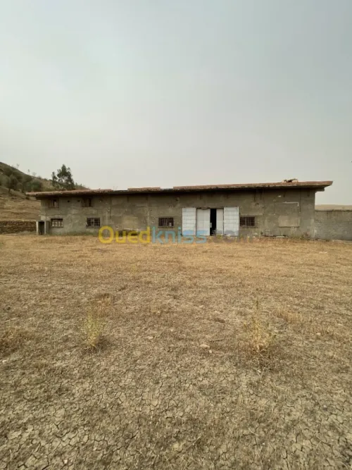 Vente Usine Ain defla Boumedfaa