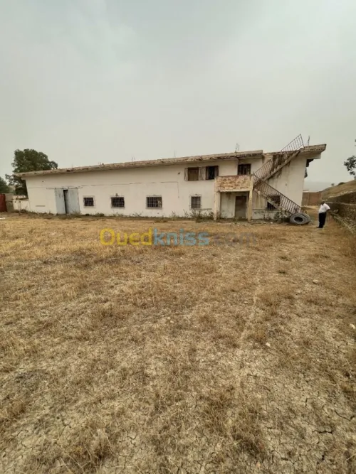 Vente Usine Ain defla Boumedfaa