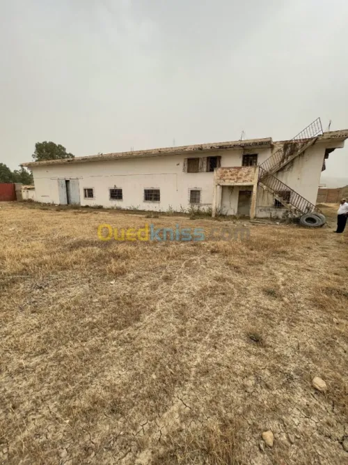 Vente Usine Ain defla Boumedfaa