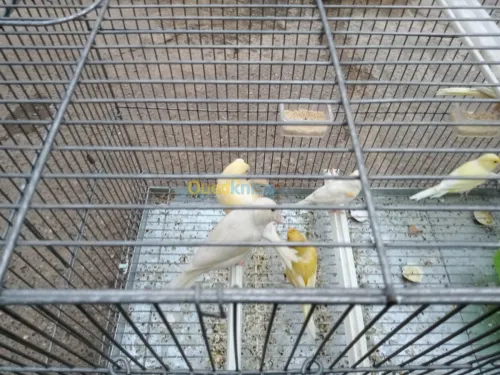 Canari jaspe et portor albino