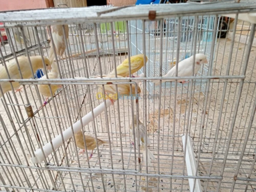 Canari jaspe et portor albino