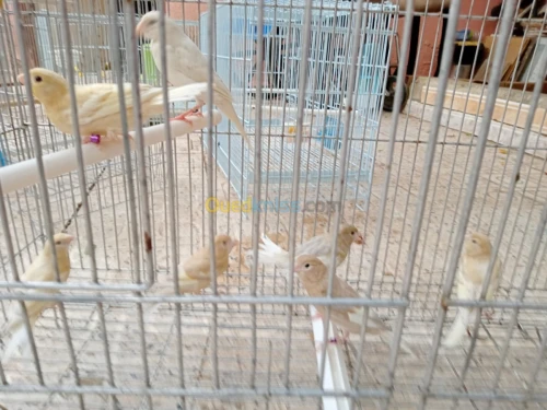 Canari jaspe et portor albino