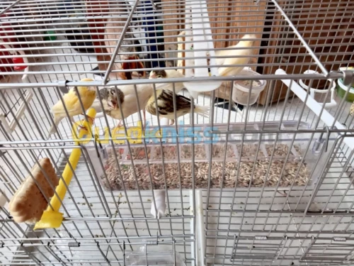 Canari Ordinaires 1mois