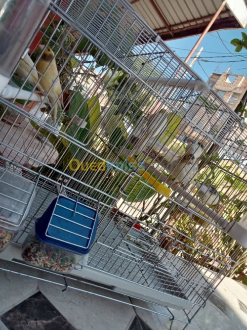 Canari Ordinaires 1mois