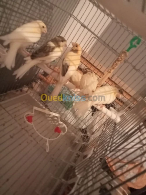Canari Ordinaires 1mois