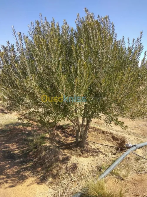 Vente Terrain Agricole Djelfa Dar chioukh