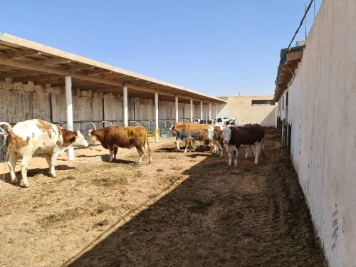 Vente Terrain Agricole Djelfa Dar chioukh