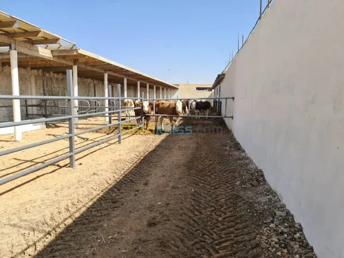 Vente Terrain Agricole Djelfa Dar chioukh