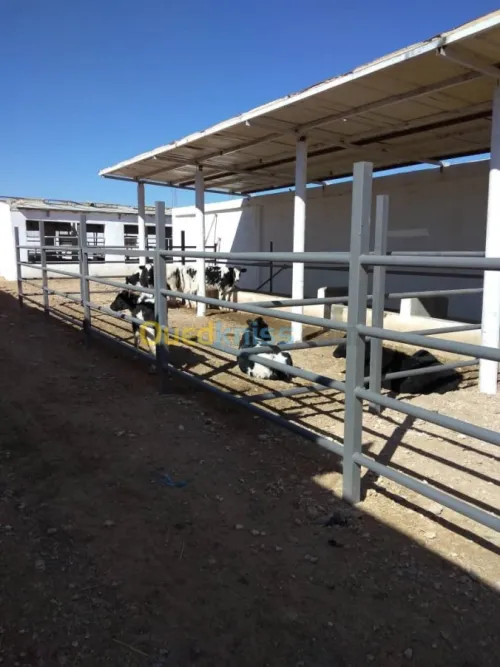 Vente Terrain Agricole Djelfa Dar chioukh