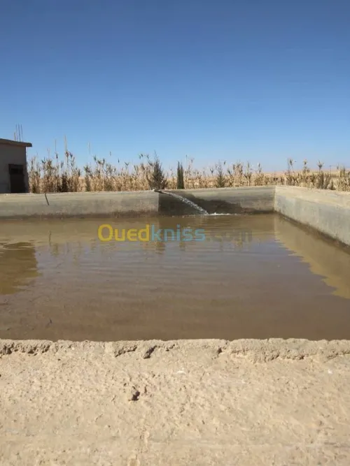 Vente Terrain Agricole Djelfa Dar chioukh