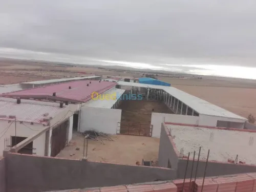 Vente Terrain Agricole Djelfa Dar chioukh