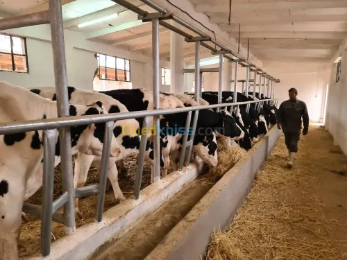 Vente Terrain Agricole Djelfa Dar chioukh