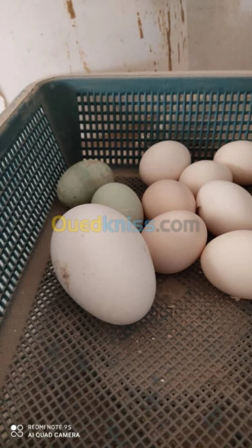 Vente Terrain Agricole Djelfa Dar chioukh