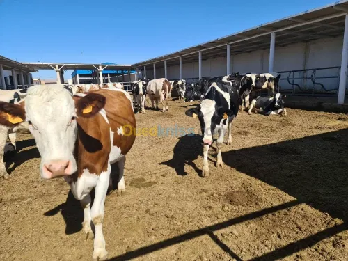 Vente Terrain Agricole Djelfa Dar chioukh