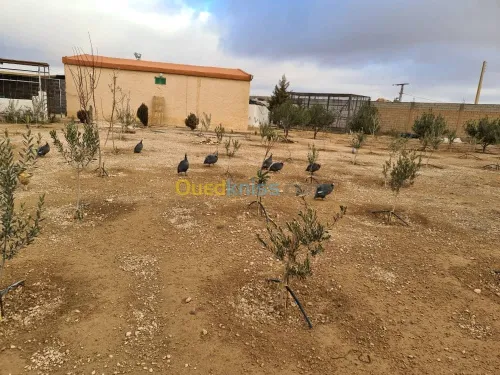 Vente Terrain Agricole Djelfa Dar chioukh