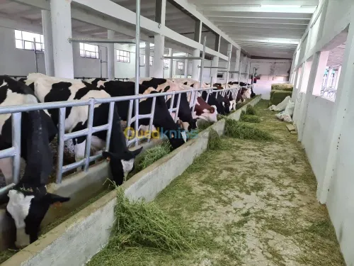 Vente Terrain Agricole Djelfa Dar chioukh